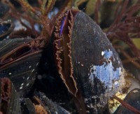 /album/galeria-de-fotos-bivalvia/bivalvia-3-jpg/